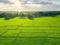 Zielone pola ryżowe, z domami na horyzoncie, symbolizują przekształcenie działki rolnej na budowlaną.